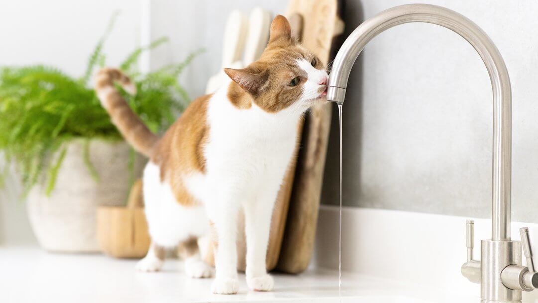 How to get a cat sale to drink water when sick